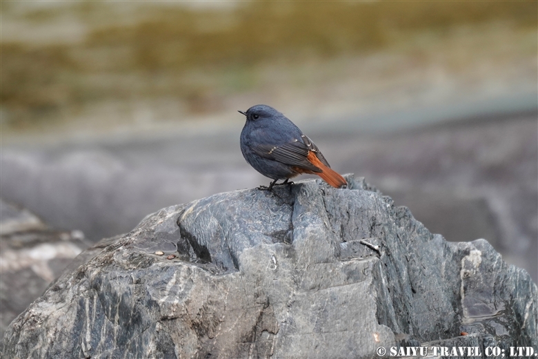 カワビタキ Plumbeous water redstart  (チトラル）